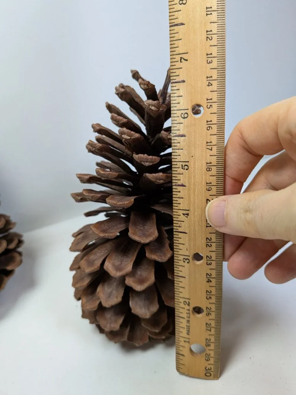 Natural Pine Cones Lot of 6 Vintage 7.5 to 5